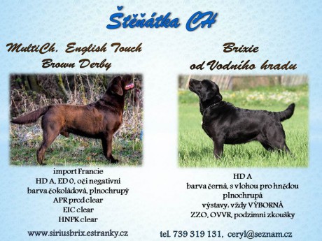 štěňata+CH+4