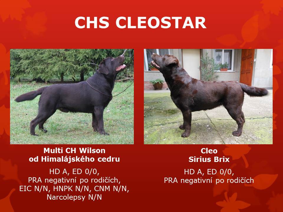 chs-20cleostar.jpg